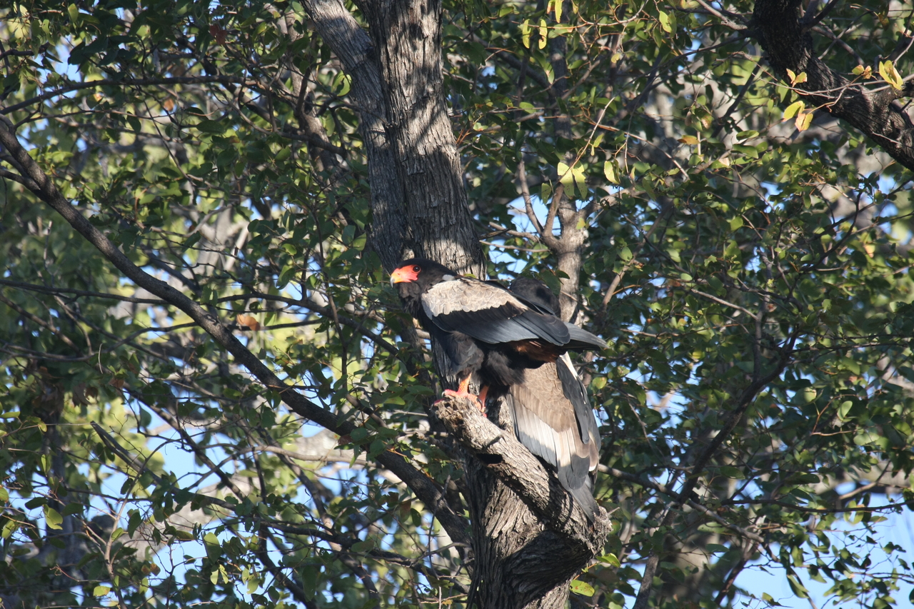 [21489] 2016_06_29_10_59_09_Africa_Canon_EOS_40D_IMG__00185.jpg