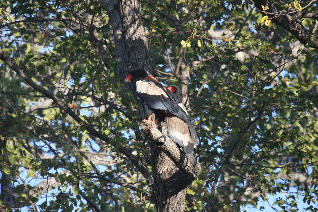 [21506] 2016_06_29_10_59_46_Africa_Canon_EOS_40D_IMG__03432.jpg