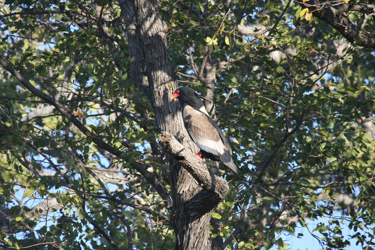 [21512] 2016_06_29_10_59_47_Africa_Canon_EOS_40D_IMG__10882.jpg
