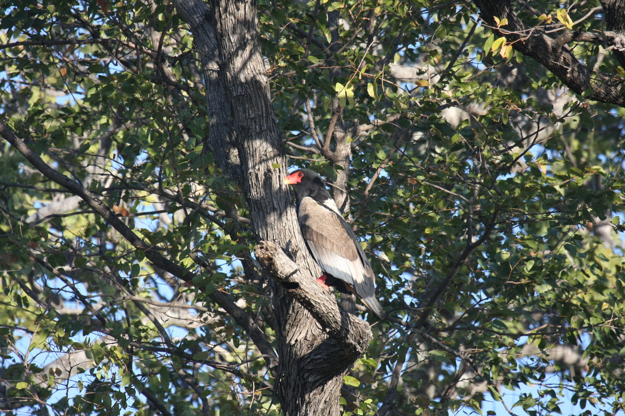 [21523] 2016_06_29_10_59_50_Africa_Canon_EOS_40D_IMG__03439.jpg