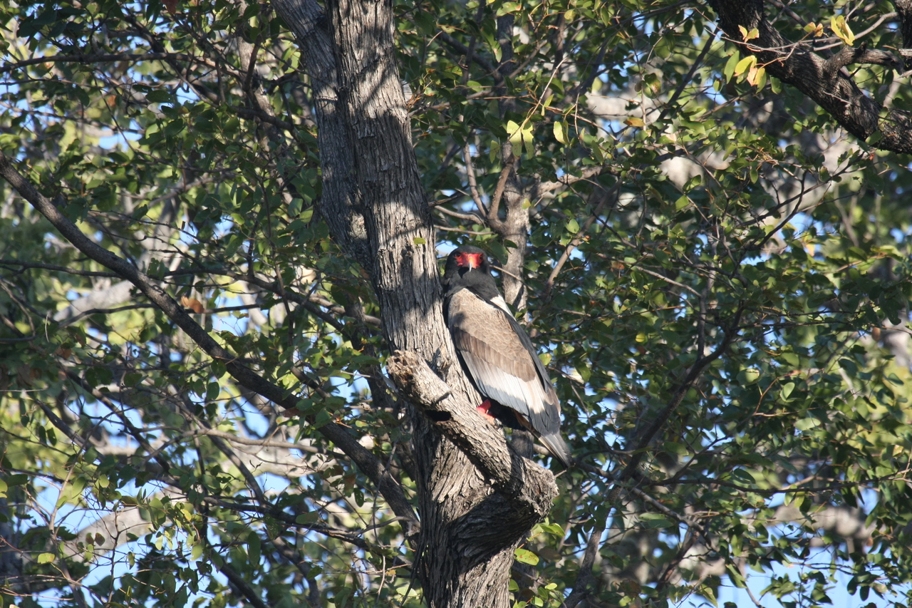 [21528] 2016_06_29_10_59_54_Africa_Canon_EOS_40D_IMG__00199.jpg