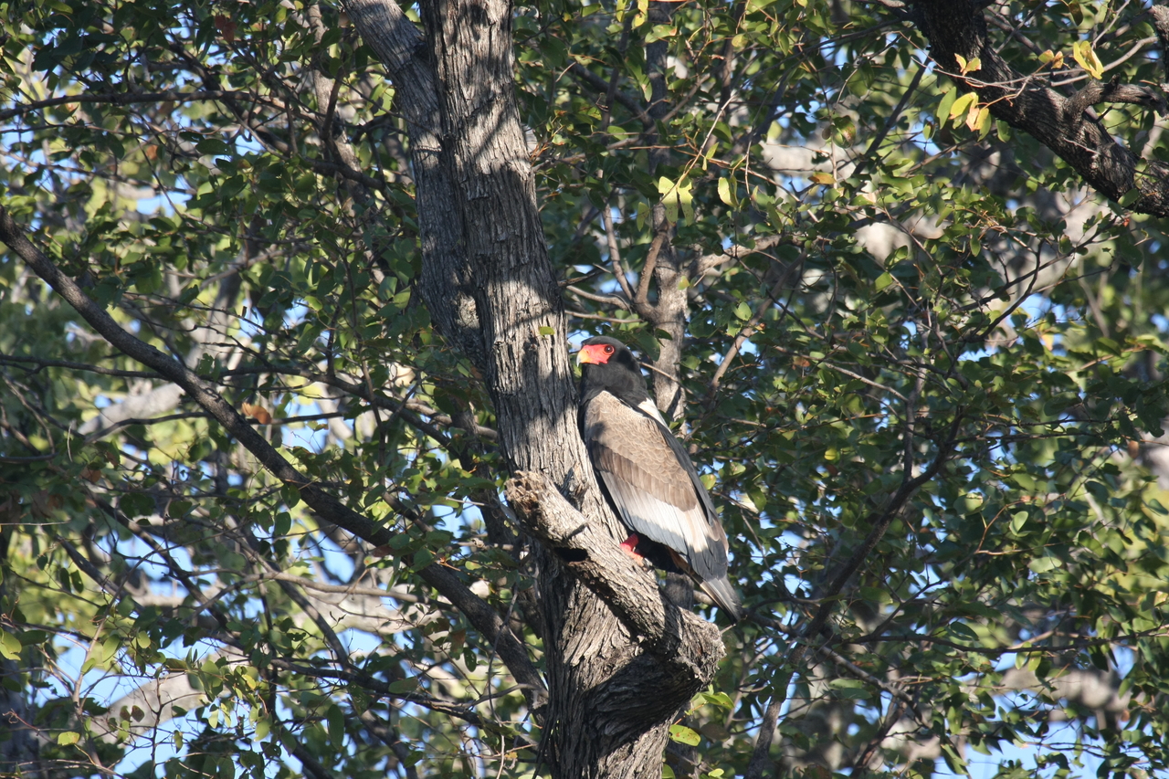 [21530] 2016_06_29_10_59_54_Africa_Canon_EOS_40D_IMG__00201.jpg