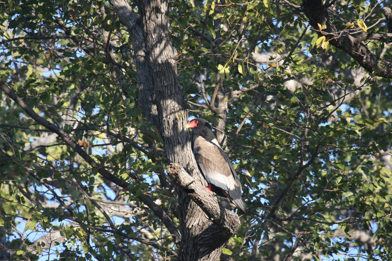 [21541] 2016_06_29_10_59_55_Africa_Canon_EOS_40D_IMG__10892.jpg