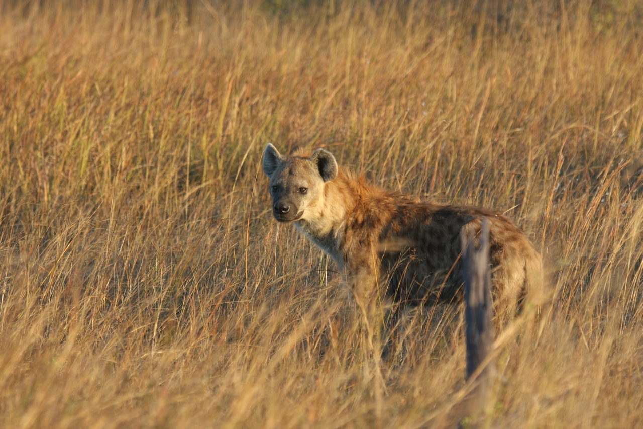 [21548] 2016_06_29_11_34_04_Africa_Canon_EOS_40D_IMG__03448.jpg