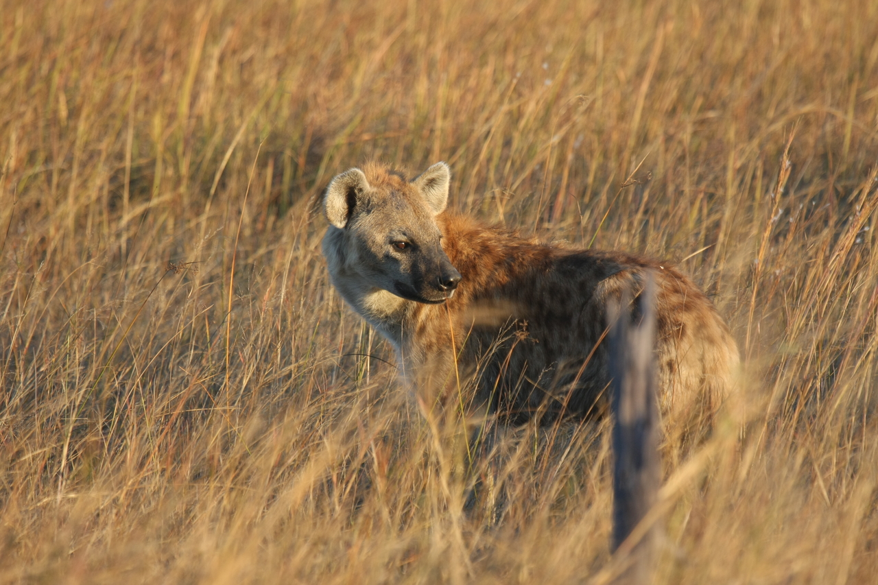 [21554] 2016_06_29_11_34_06_Africa_Canon_EOS_40D_IMG__00210.jpg