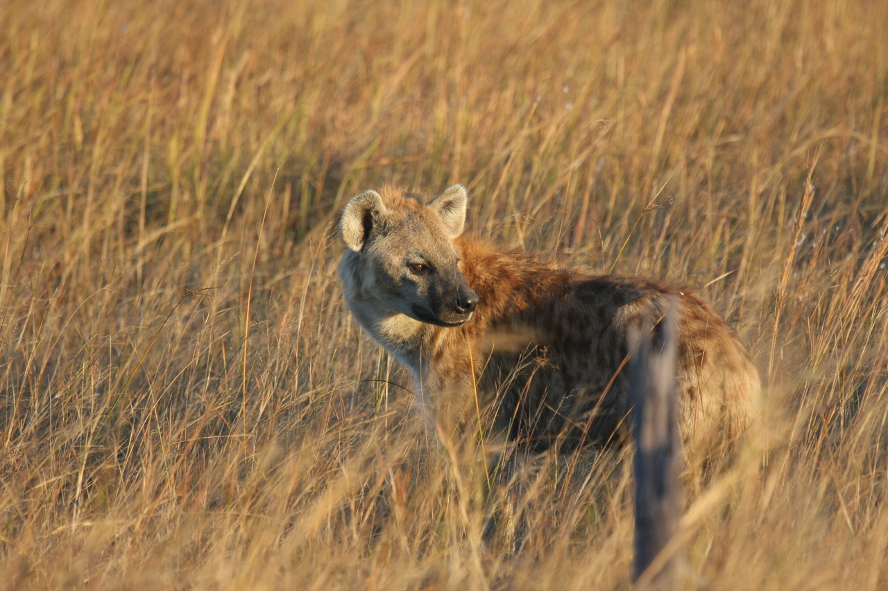 [21556] 2016_06_29_11_34_06_Africa_Canon_EOS_40D_IMG__03451.jpg