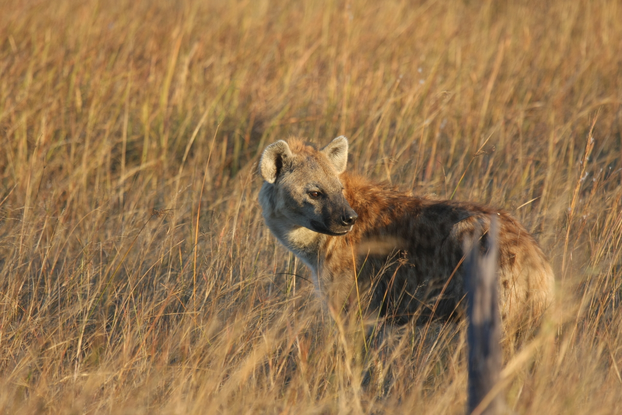 [21558] 2016_06_29_11_34_06_Africa_Canon_EOS_40D_IMG__10897.jpg