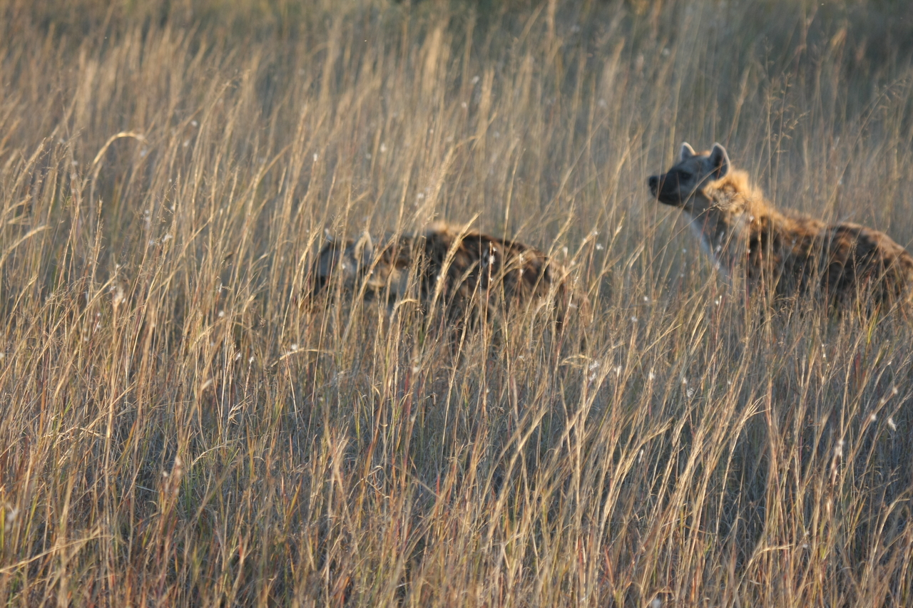 [21585] 2016_06_29_11_34_38_Africa_Canon_EOS_40D_IMG__03461.jpg