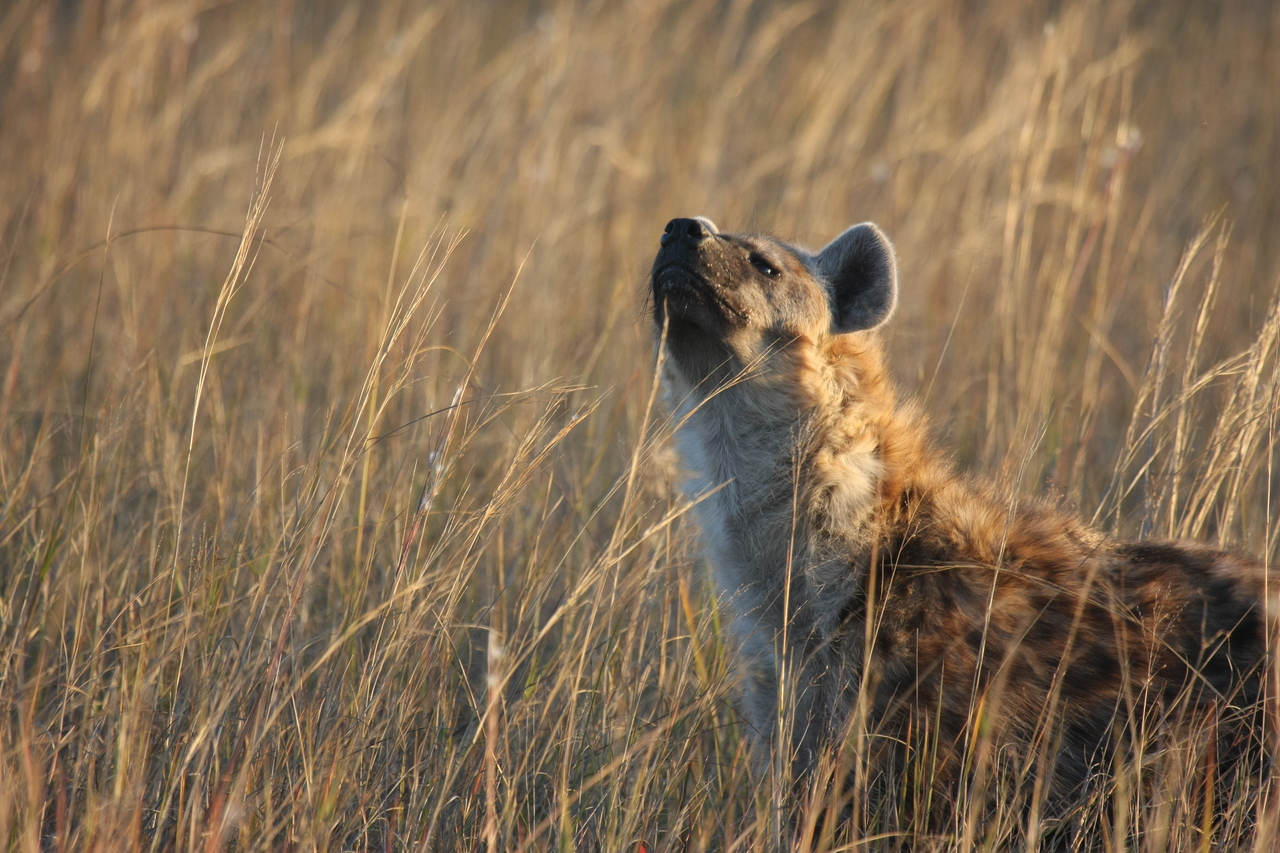 [21609] 2016_06_29_11_34_45_Africa_Canon_EOS_40D_IMG__03472.jpg