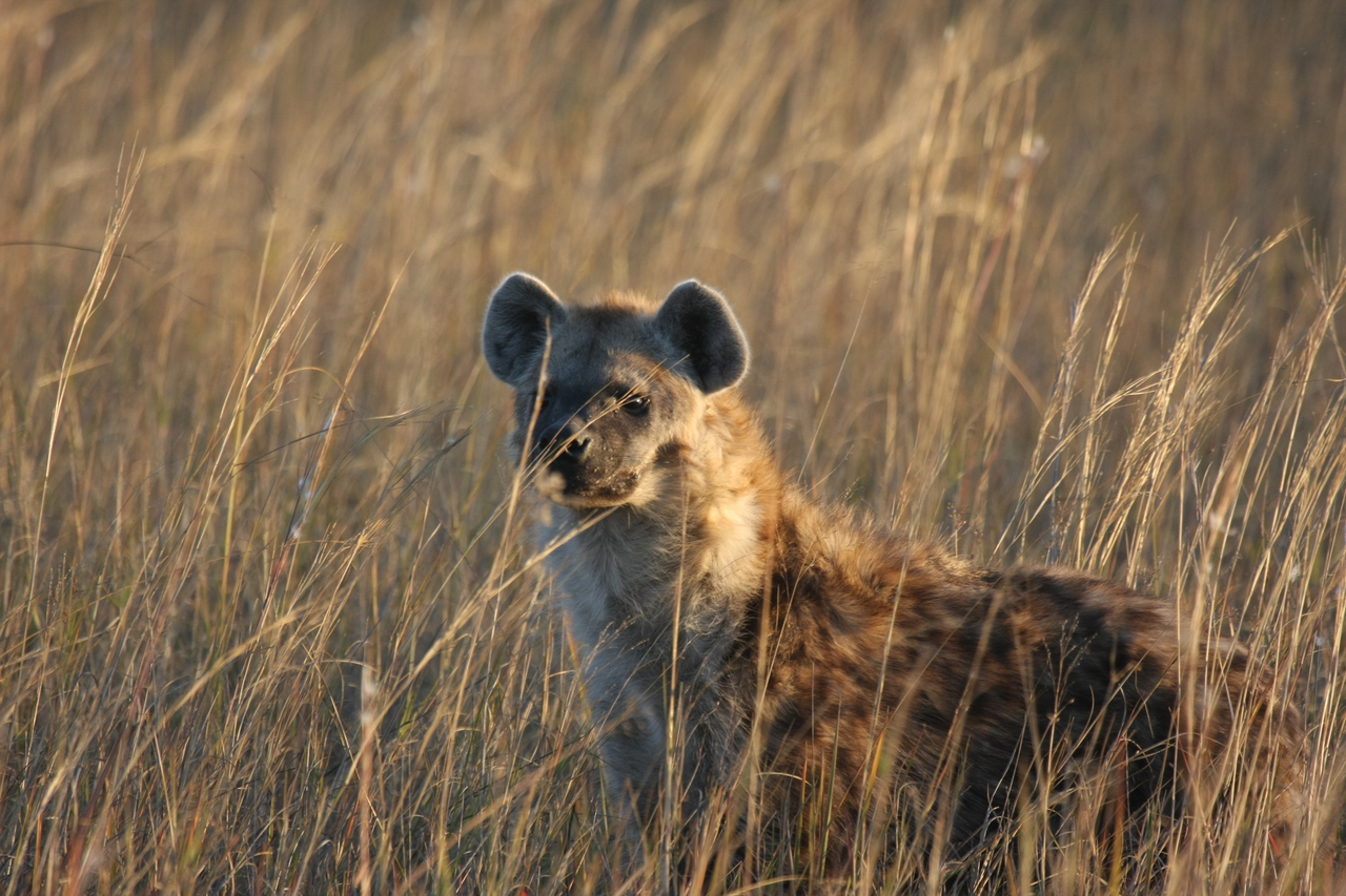 [21621] 2016_06_29_11_34_47_Africa_Canon_EOS_40D_IMG__03475.jpg