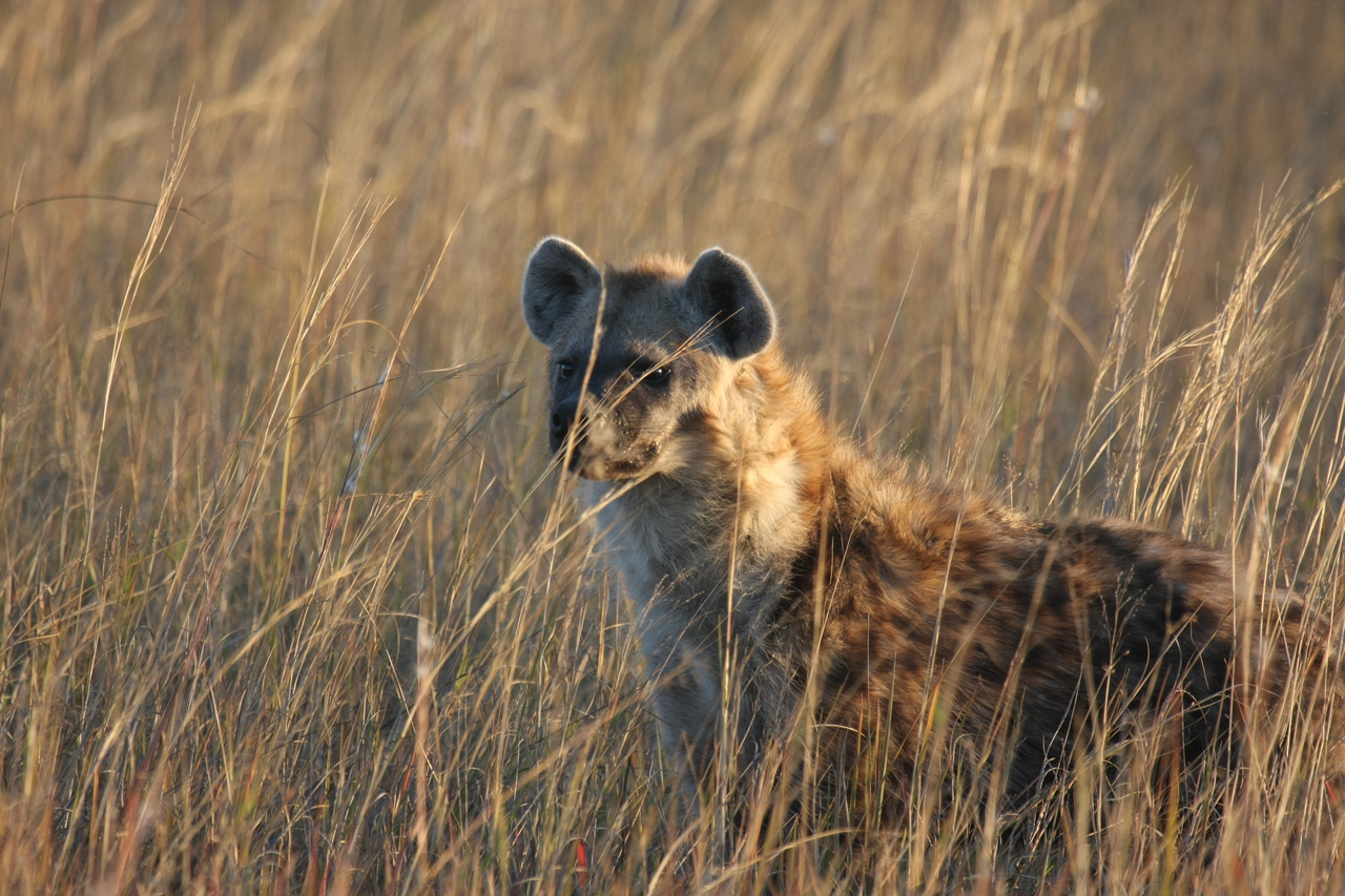 [21632] 2016_06_29_11_34_48_Africa_Canon_EOS_40D_IMG__10927.jpg