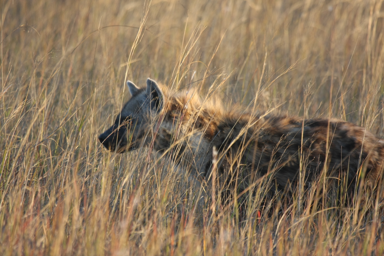 [21635] 2016_06_29_11_34_50_Africa_Canon_EOS_40D_IMG__10928.jpg