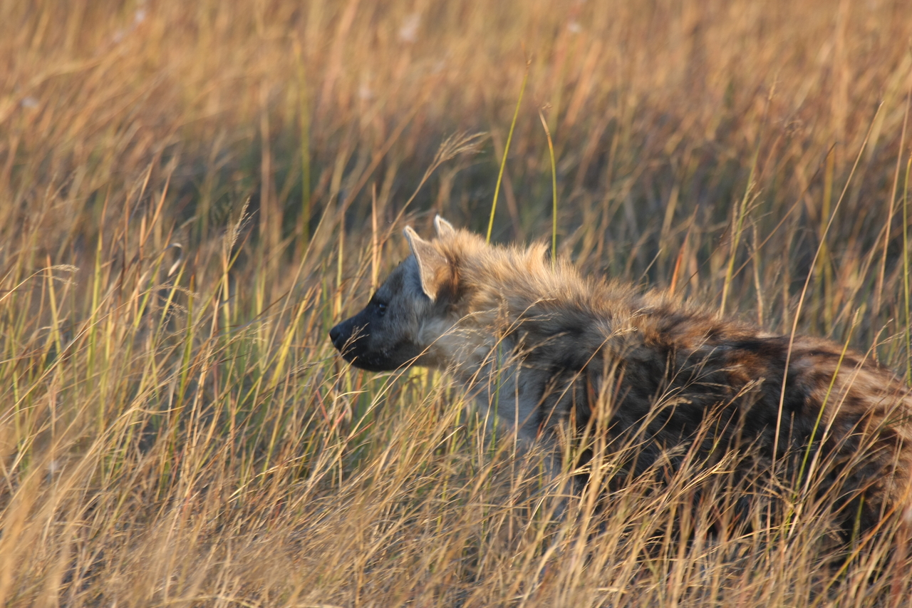 [21676] 2016_06_29_11_35_09_Africa_Canon_EOS_40D_IMG__10942.jpg