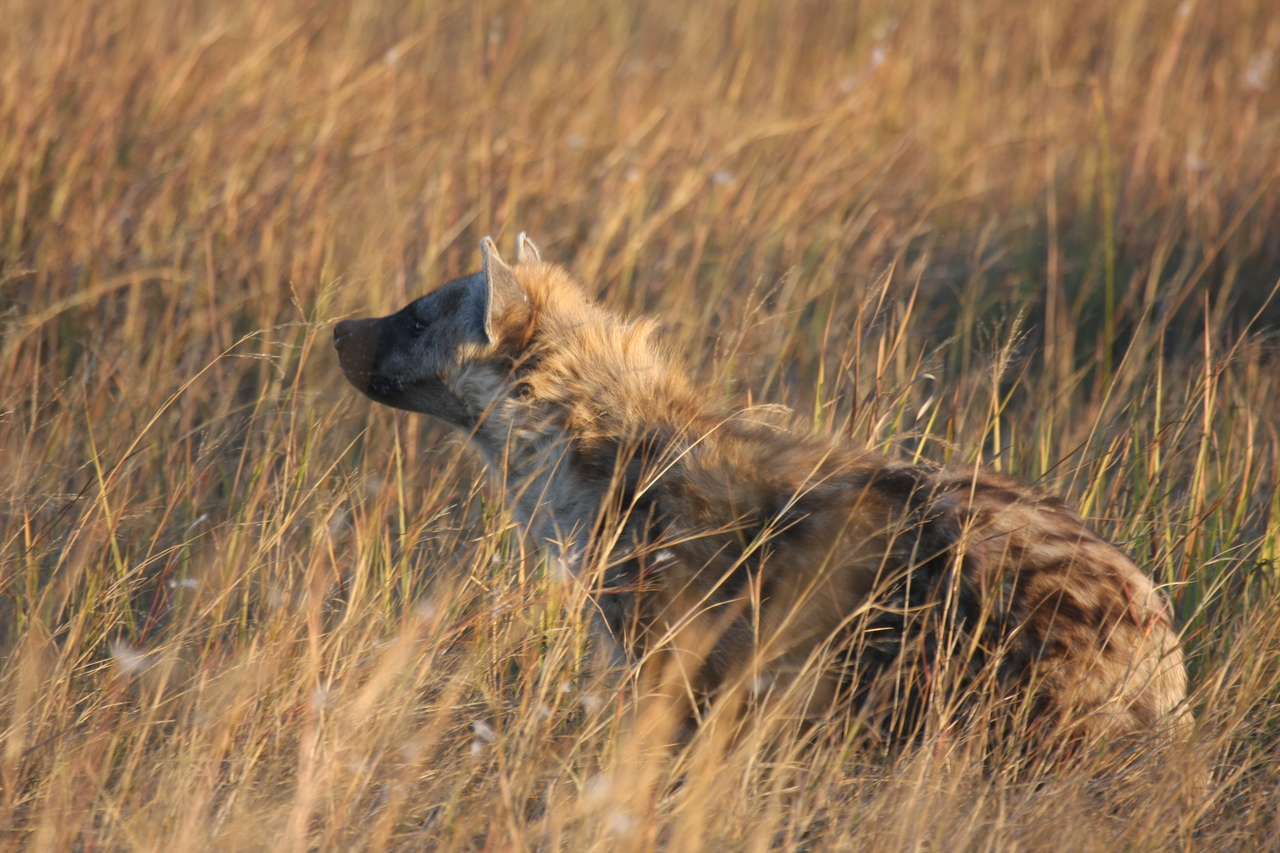 [21679] 2016_06_29_11_35_10_Africa_Canon_EOS_40D_IMG__00256.jpg