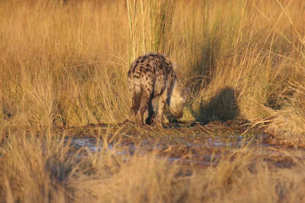 [21695] 2016_06_29_11_36_51_Africa_Canon_EOS_40D_IMG__10950.jpg