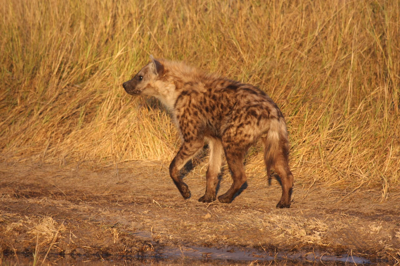 [21696] 2016_06_29_11_36_56_Africa_Canon_EOS_40D_IMG__00262.jpg
