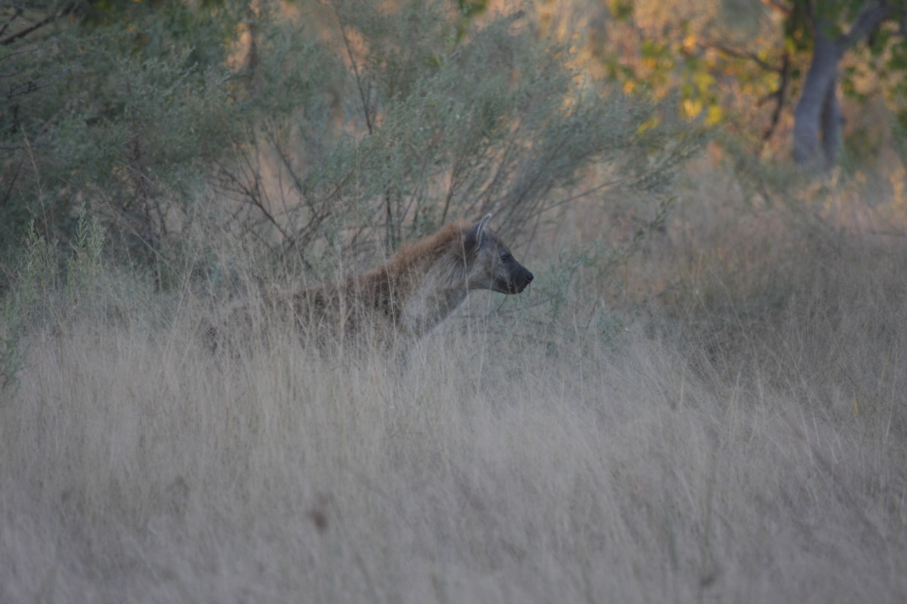 [21713] 2016_06_29_11_42_49_Africa_Canon_EOS_40D_IMG__10956.jpg