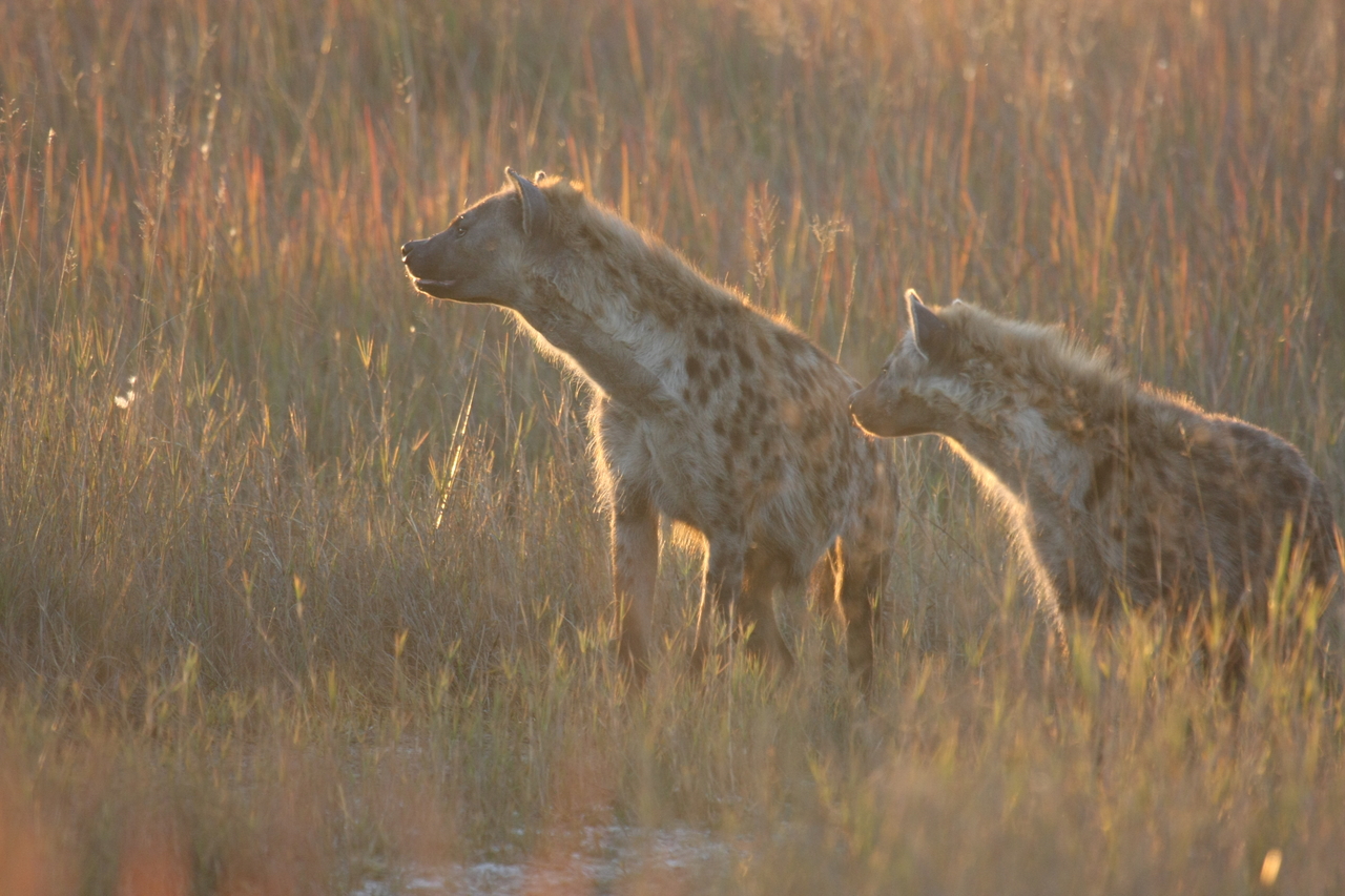 [21714] 2016_06_29_11_44_57_Africa_Canon_EOS_40D_IMG__00268.jpg
