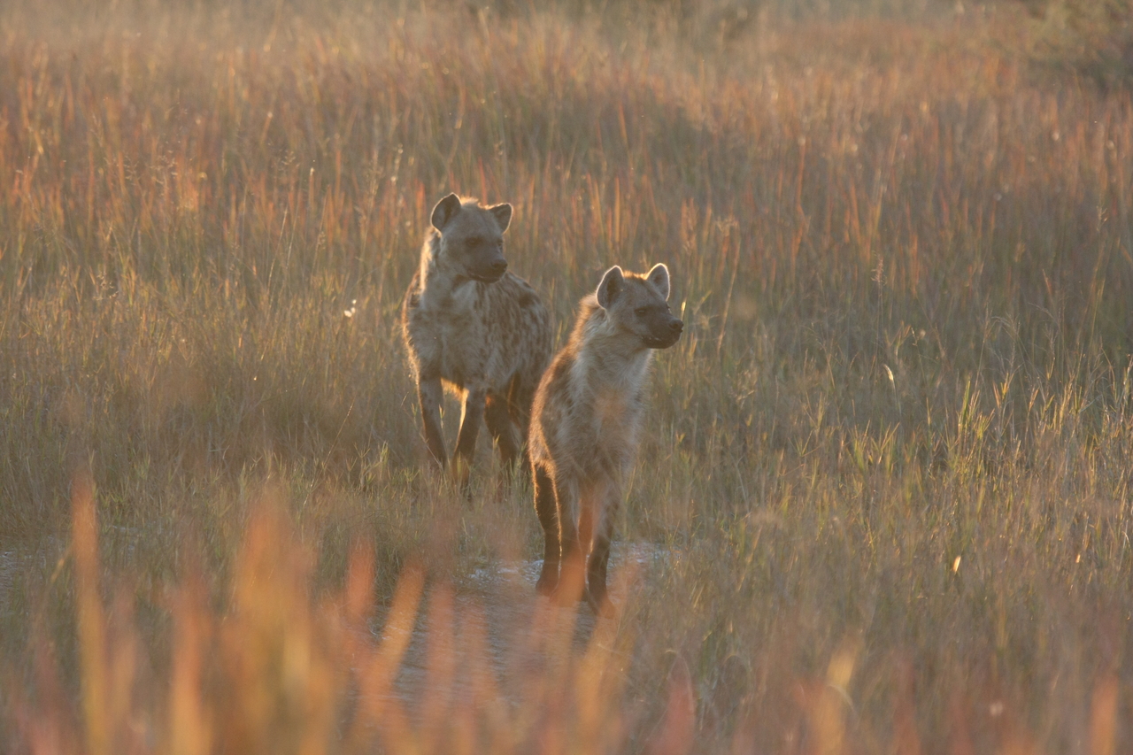 [21732] 2016_06_29_11_45_06_Africa_Canon_EOS_40D_IMG__00275.jpg