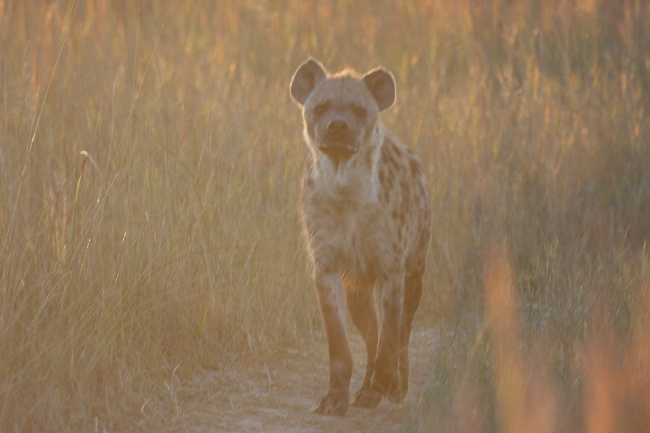 [21777] 2016_06_29_11_45_48_Africa_Canon_EOS_40D_IMG__03534.jpg