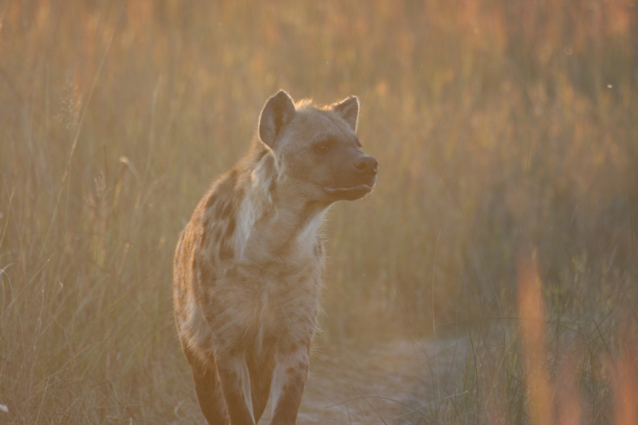[21782] 2016_06_29_11_45_54_Africa_Canon_EOS_40D_IMG__00295.jpg