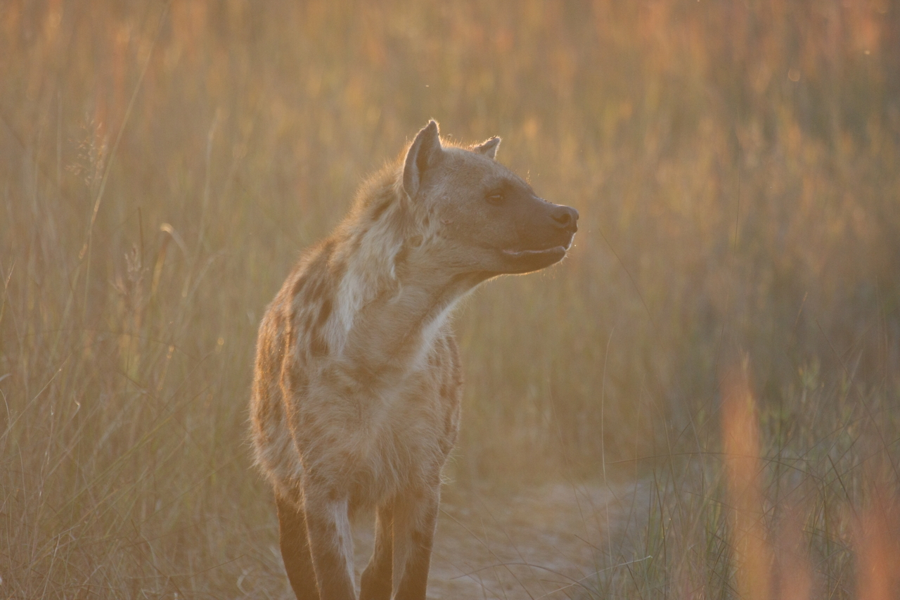 [21784] 2016_06_29_11_45_54_Africa_Canon_EOS_40D_IMG__03536.jpg