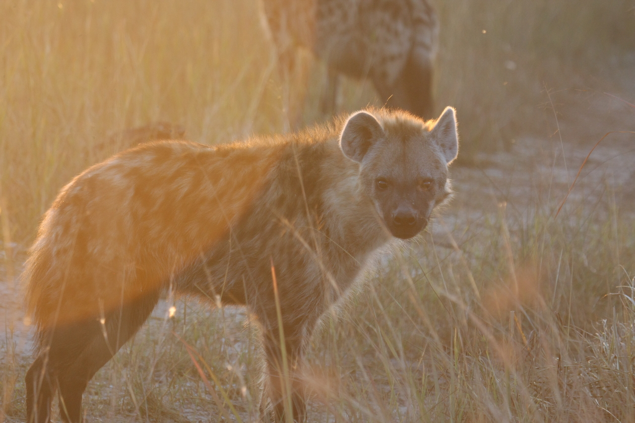 [21835] 2016_06_29_11_47_06_Africa_Canon_EOS_40D_IMG__00314.jpg