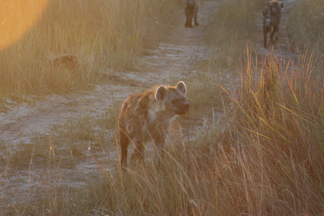 [21852] 2016_06_29_11_47_44_Africa_Canon_EOS_40D_IMG__11006.jpg