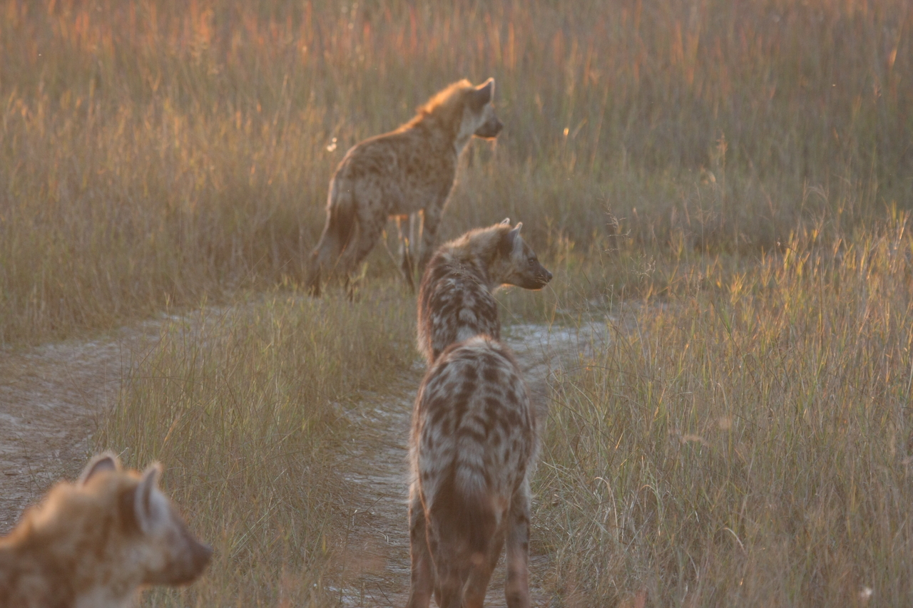 [21856] 2016_06_29_11_48_07_Africa_Canon_EOS_40D_IMG__00321.jpg