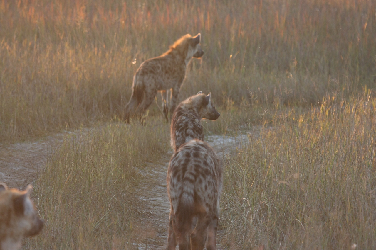 [21857] 2016_06_29_11_48_07_Africa_Canon_EOS_40D_IMG__03562.jpg