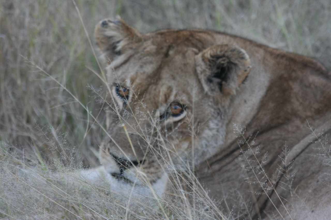 [21918] 2016_06_29_11_56_56_Africa_Canon_EOS_40D_IMG__03585.jpg