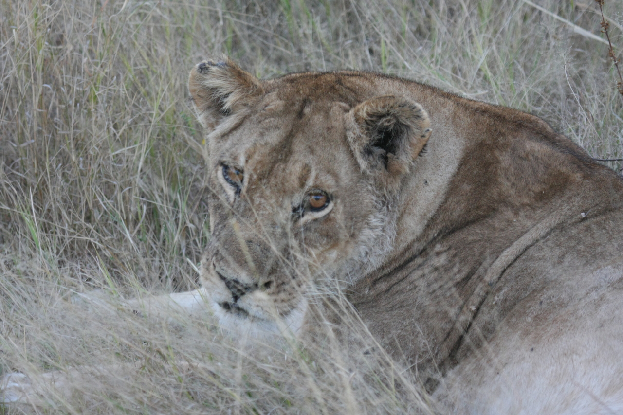 [21924] 2016_06_29_11_57_05_Africa_Canon_EOS_40D_IMG__11033.jpg
