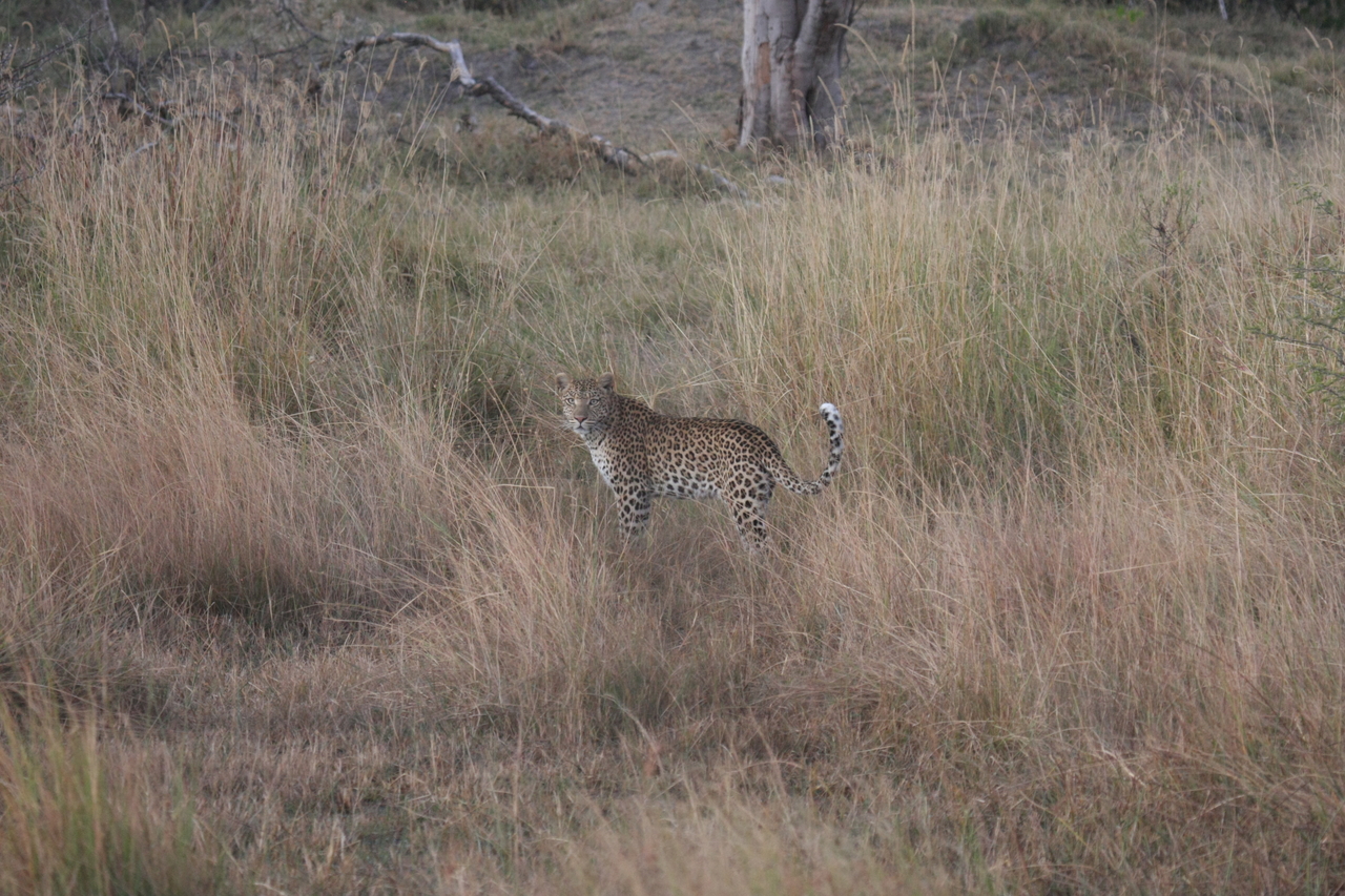 [21932] 2016_06_29_12_08_42_Africa_Canon_EOS_40D_IMG__00349.jpg