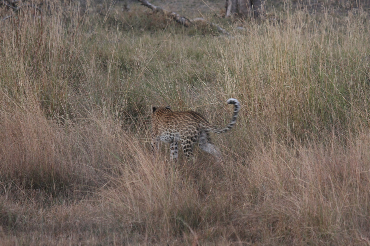 [21940] 2016_06_29_12_08_44_Africa_Canon_EOS_40D_IMG__03594.jpg