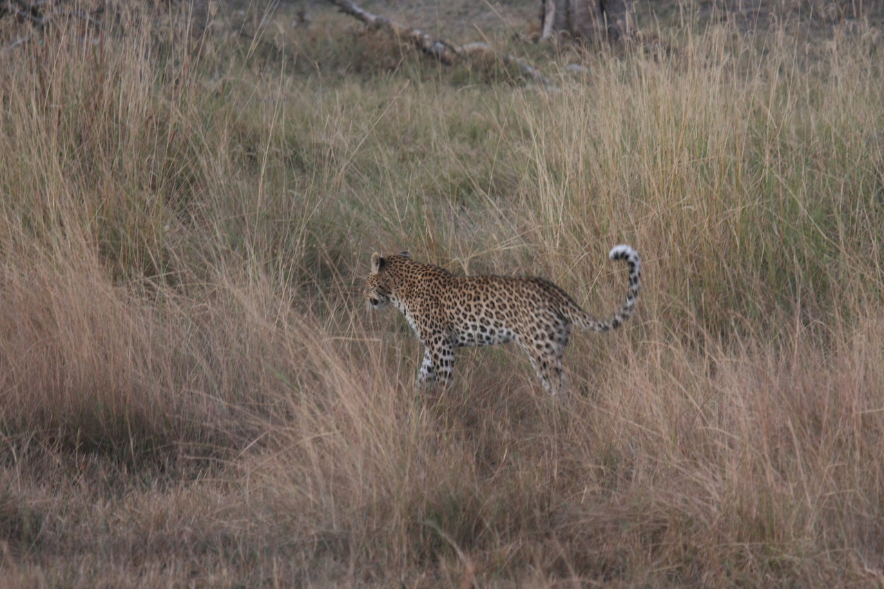 [21941] 2016_06_29_12_08_44_Africa_Canon_EOS_40D_IMG__11039.jpg