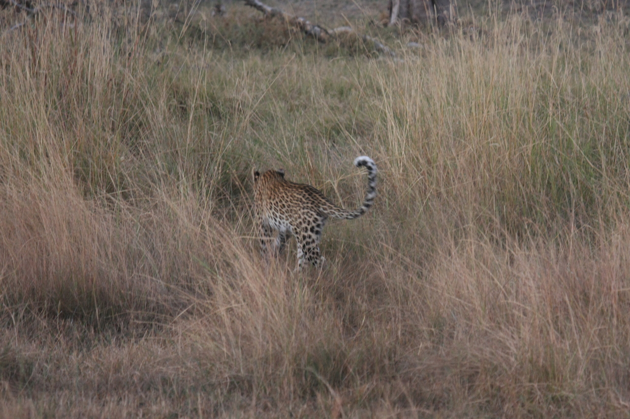 [21945] 2016_06_29_12_08_45_Africa_Canon_EOS_40D_IMG__03595.jpg