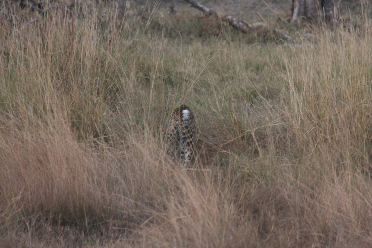 [21949] 2016_06_29_12_08_47_Africa_Canon_EOS_40D_IMG__00356.jpg