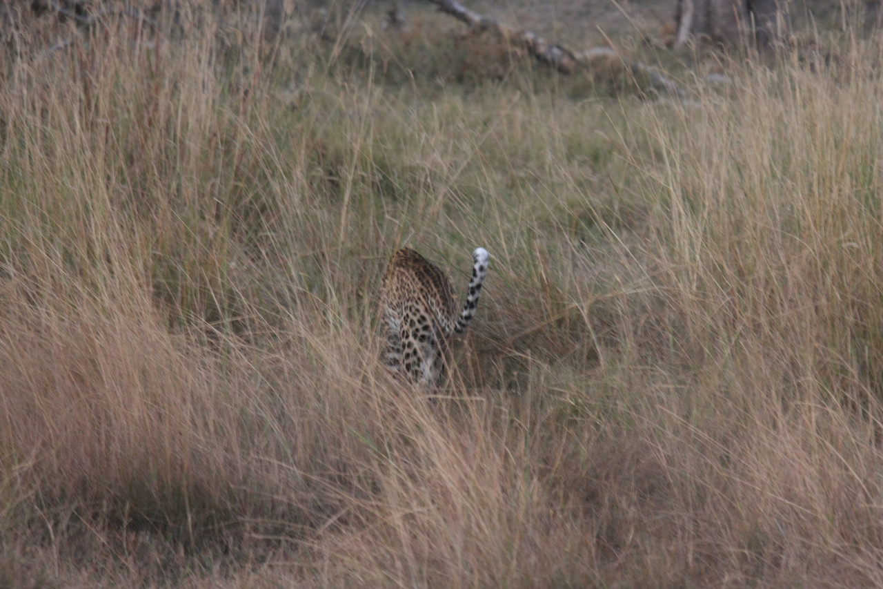 [21954] 2016_06_29_12_08_47_Africa_Canon_EOS_40D_IMG__11044.jpg