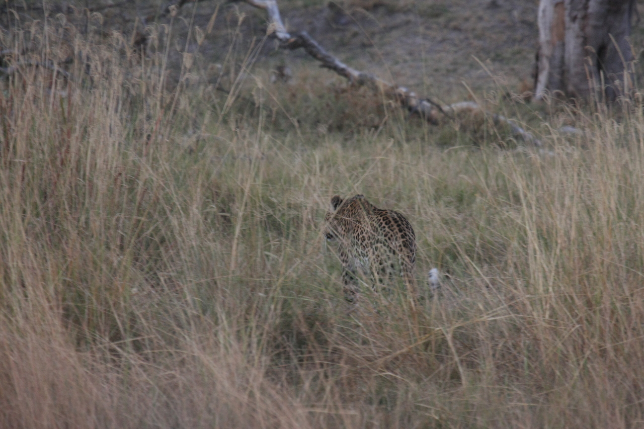 [21969] 2016_06_29_12_08_53_Africa_Canon_EOS_40D_IMG__11050.jpg