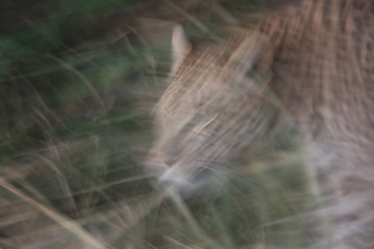 [21991] 2016_06_29_12_11_41_Africa_Canon_EOS_40D_IMG__11059.jpg