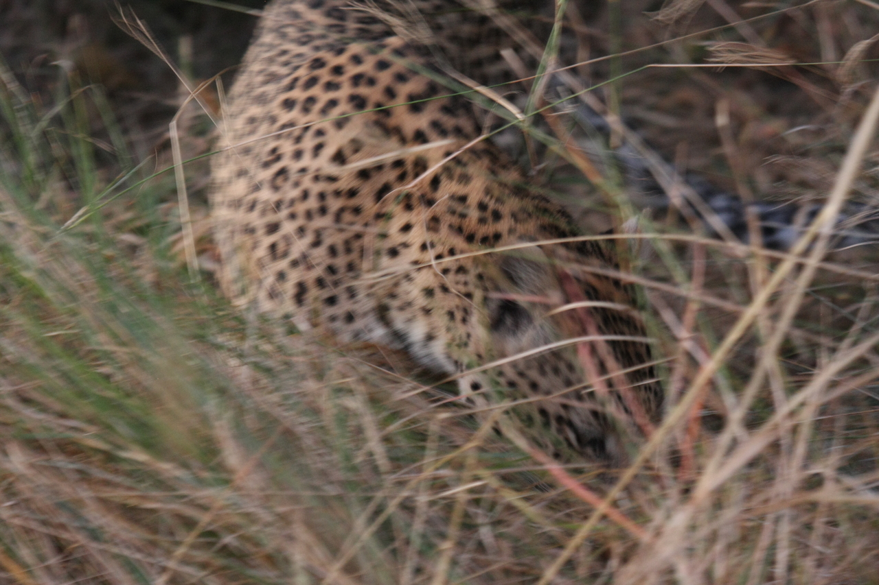 [21993] 2016_06_29_12_11_52_Africa_Canon_EOS_40D_IMG__00372.jpg