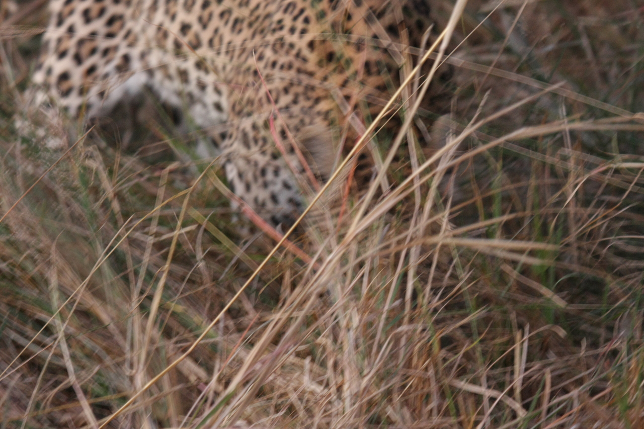 [22015] 2016_06_29_12_12_03_Africa_Canon_EOS_40D_IMG__11067.jpg