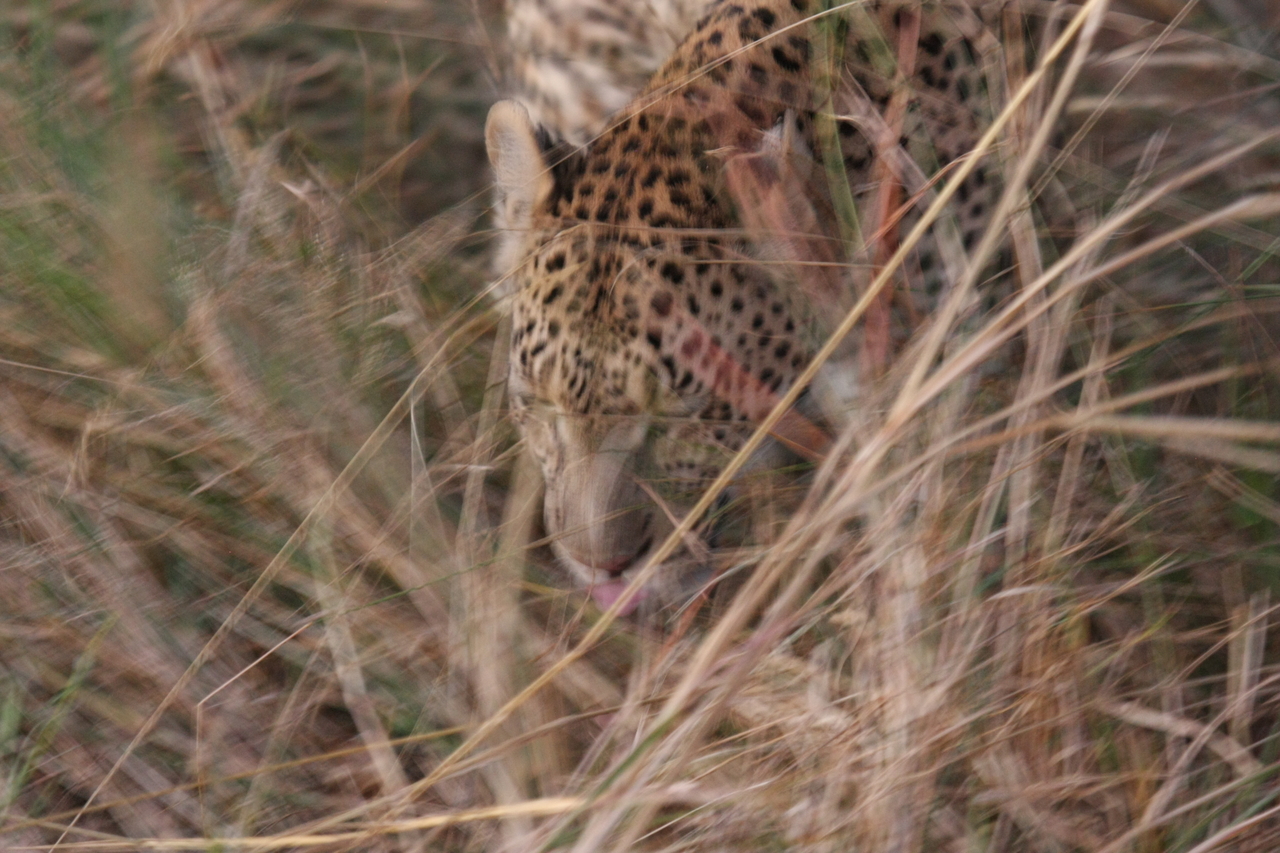 [22018] 2016_06_29_12_12_06_Africa_Canon_EOS_40D_IMG__00382.jpg
