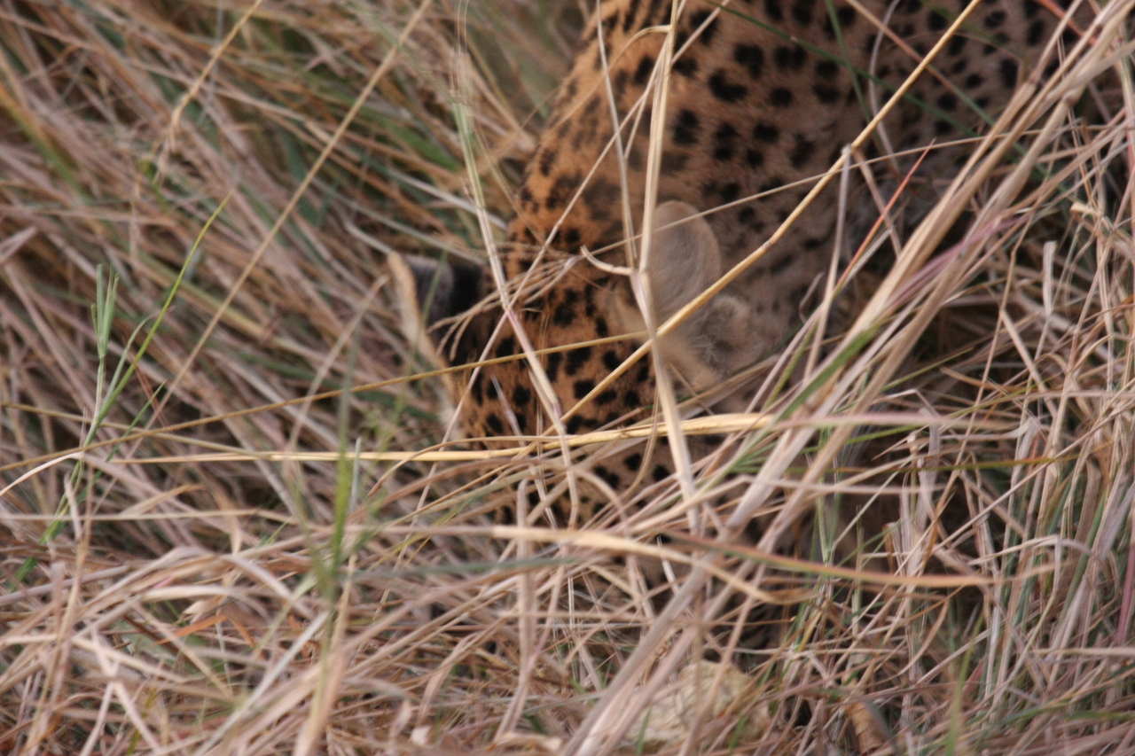 [22033] 2016_06_29_12_12_13_Africa_Canon_EOS_40D_IMG__11074.jpg
