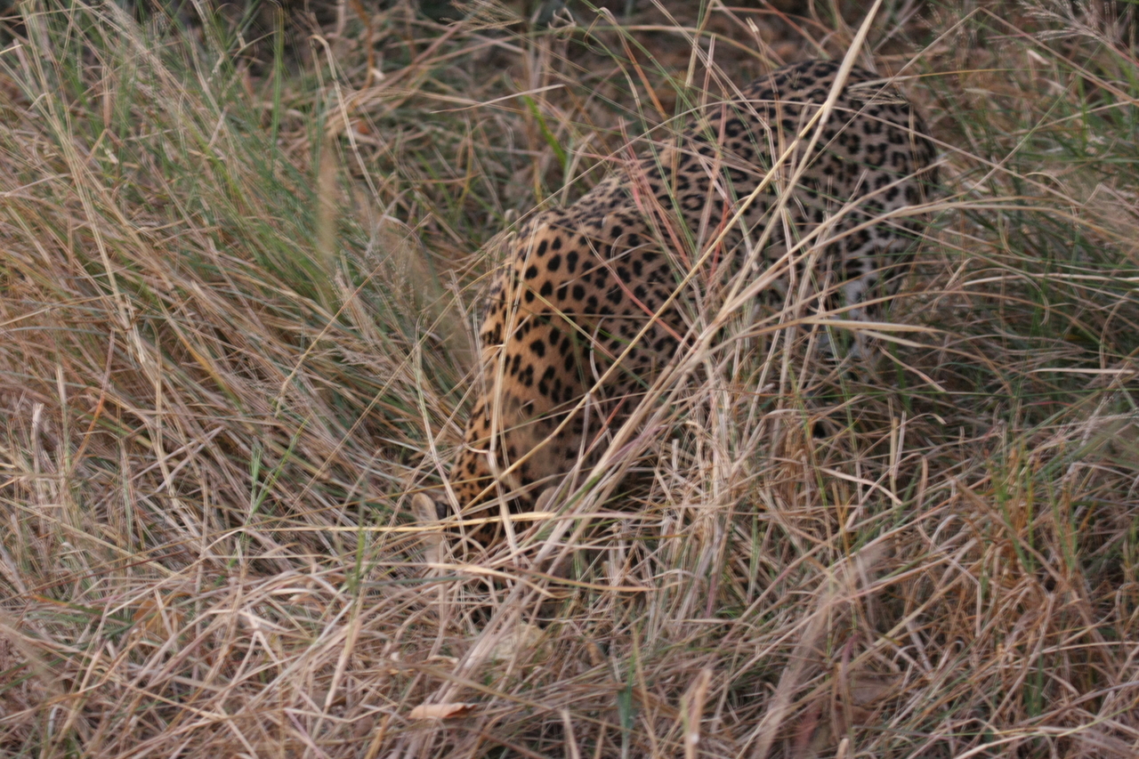 [22037] 2016_06_29_12_12_24_Africa_Canon_EOS_40D_IMG__00387.jpg
