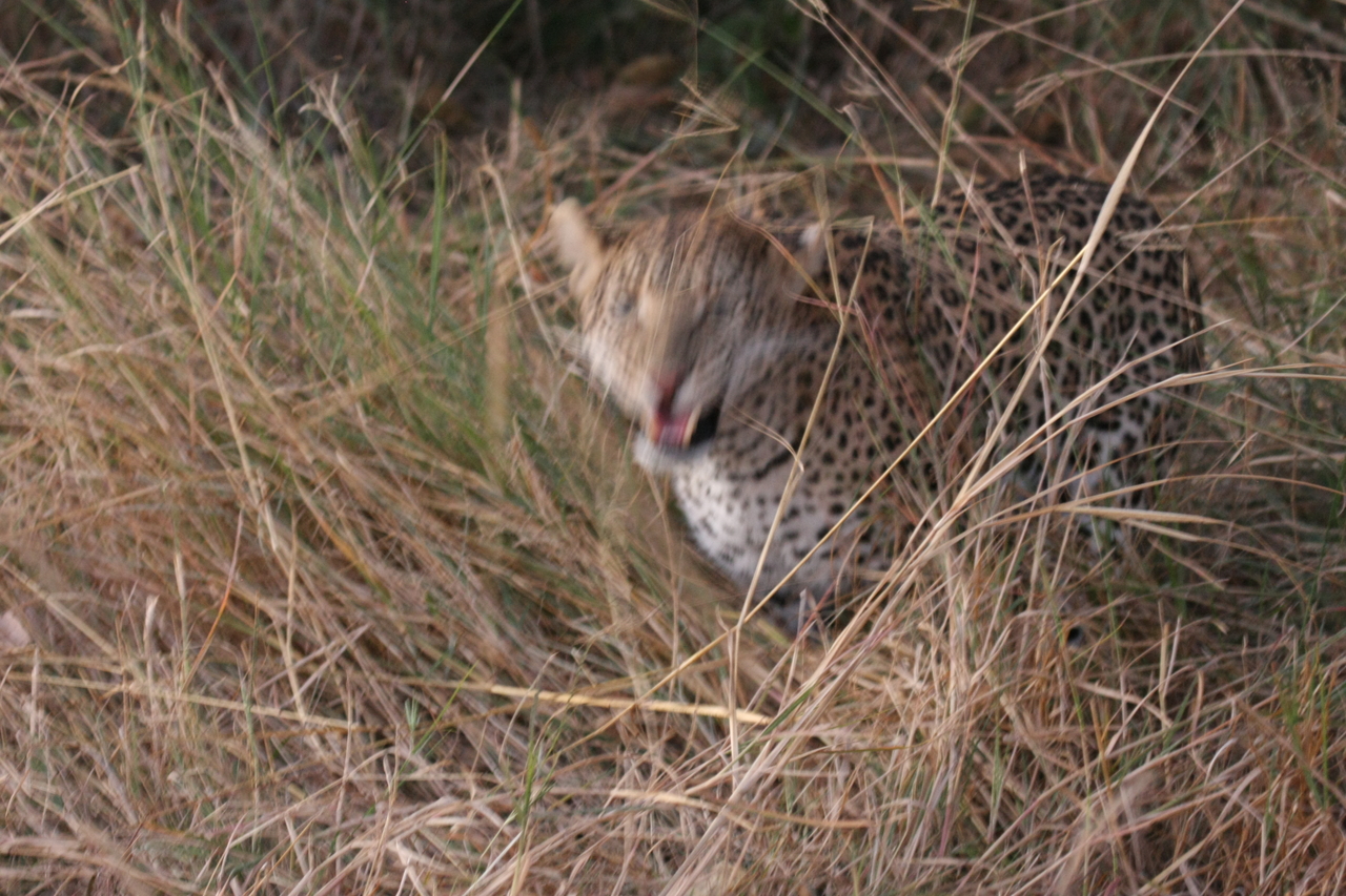 [22047] 2016_06_29_12_12_28_Africa_Canon_EOS_40D_IMG__11078.jpg