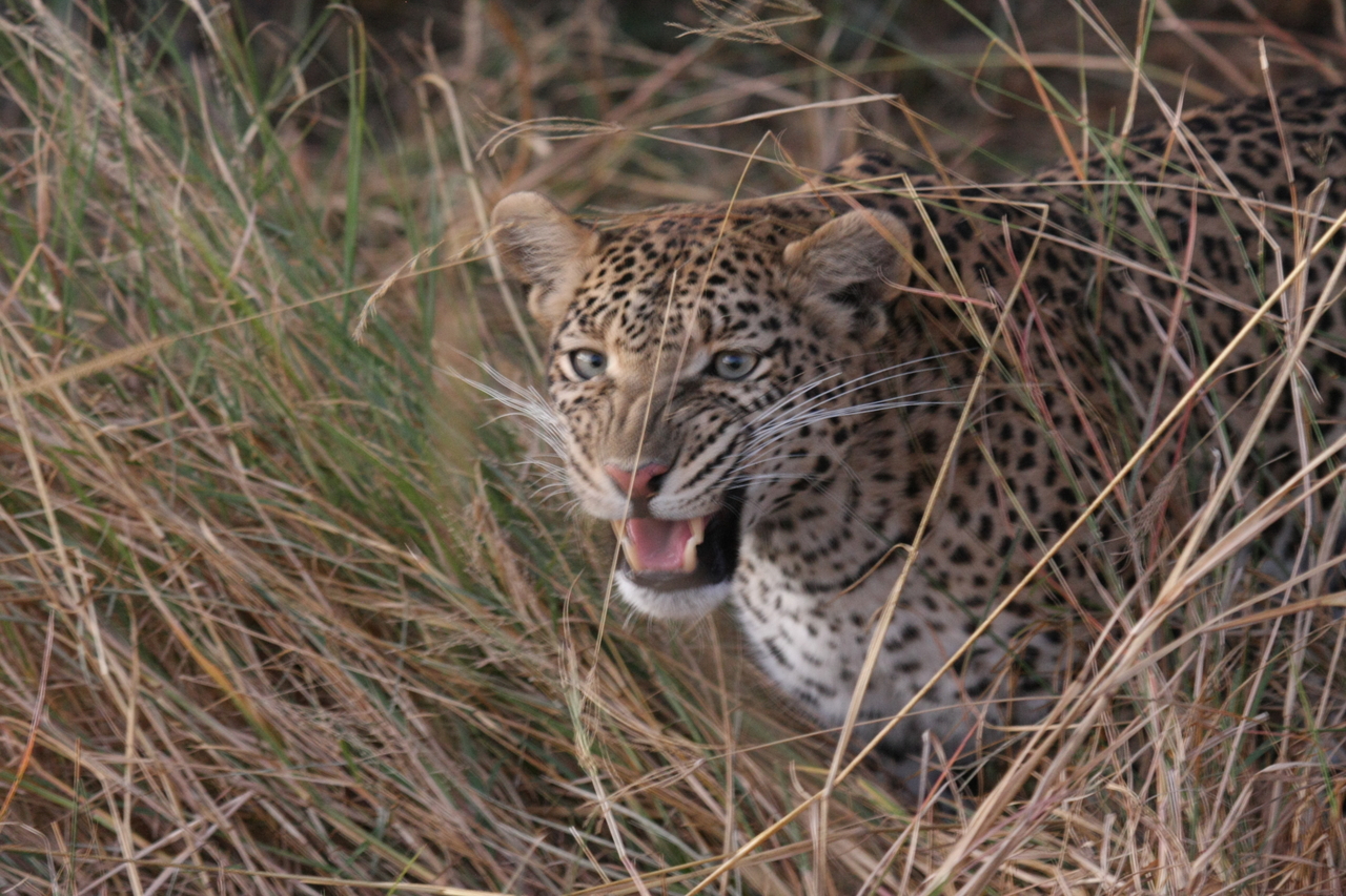 [22068] 2016_06_29_12_12_33_Africa_Canon_EOS_40D_IMG__11086.jpg