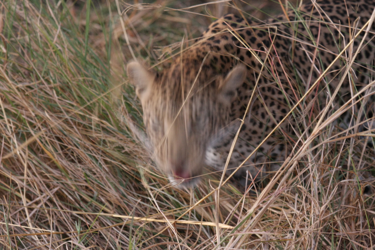 [22085] 2016_06_29_12_12_38_Africa_Canon_EOS_40D_IMG__00405.jpg