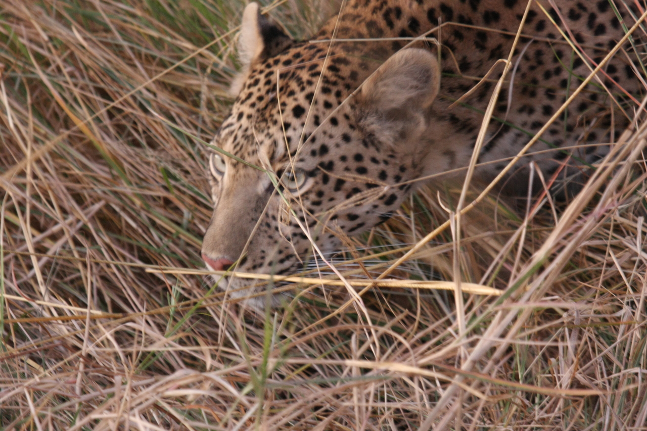 [22089] 2016_06_29_12_12_57_Africa_Canon_EOS_40D_IMG__03648.jpg
