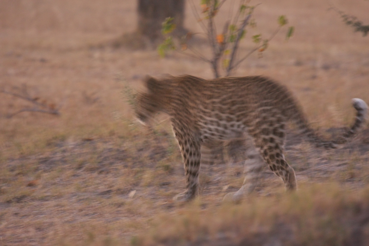 [22120] 2016_06_29_12_14_44_Africa_Canon_EOS_40D_IMG__11106.jpg